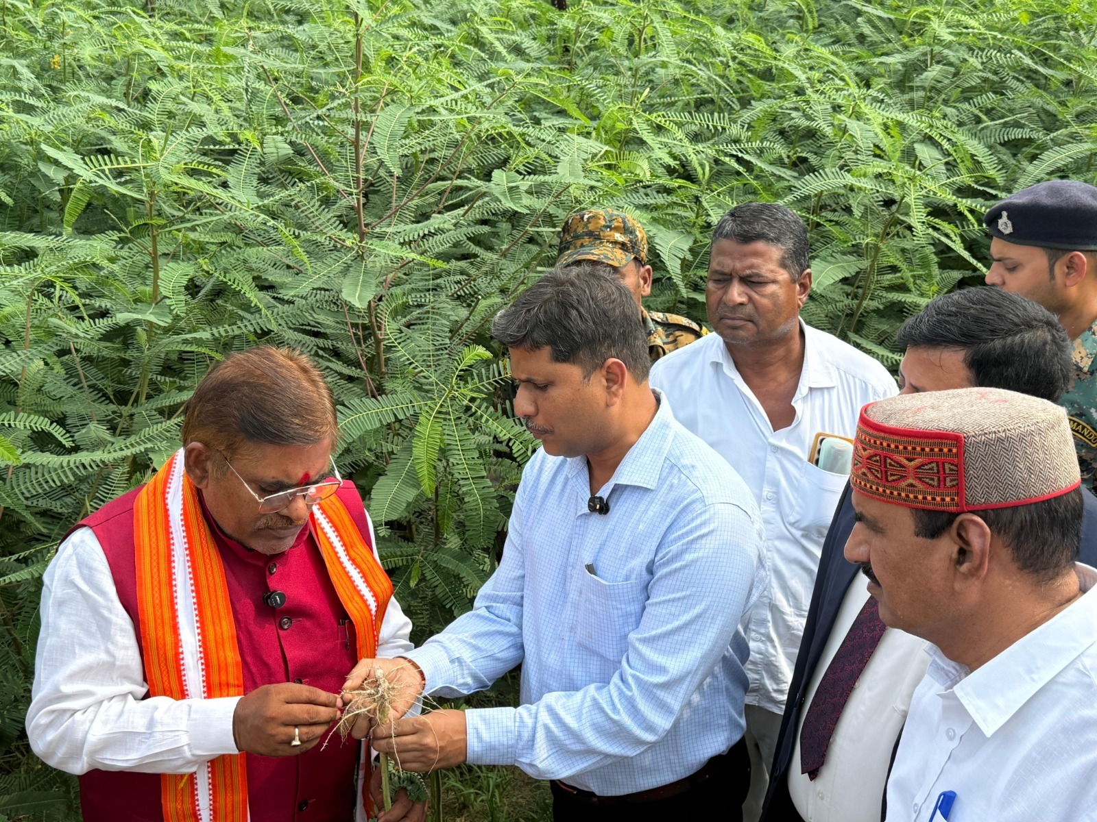 बिहार के किसानों की खेत में ढैंचा मृदा का रक्षक : हरि सहनी