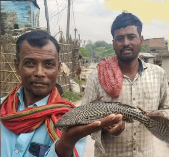 गण्डक नदी से निकली बड़ी नहर में विदेशी प्रजाति की मछली मिली, क्षेत्र में बना चर्चा का विषय  